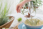 Pack of Wild Ones Air Plants -Tillandsia Caput Medusae, Butzii & Bulbosa Guatemala - Available in Wholesale and Bulk - Home and Garden Decor- Easy Care Indoor/Outdoor Air Plants (Pack of 25) - Image 5