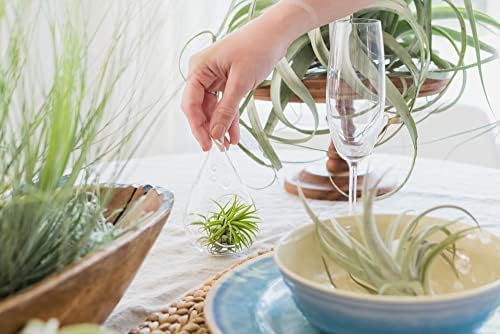Pack of Wild Ones Air Plants - Tillandsia Caput Medusae, Butzii & Bulbosa Guatemala- Succulent House Plants for Holders-Available in Wholesale/Bulk- Easy Care Indoor/Outdoor Plants (Pack of 6 Large) - Image 5