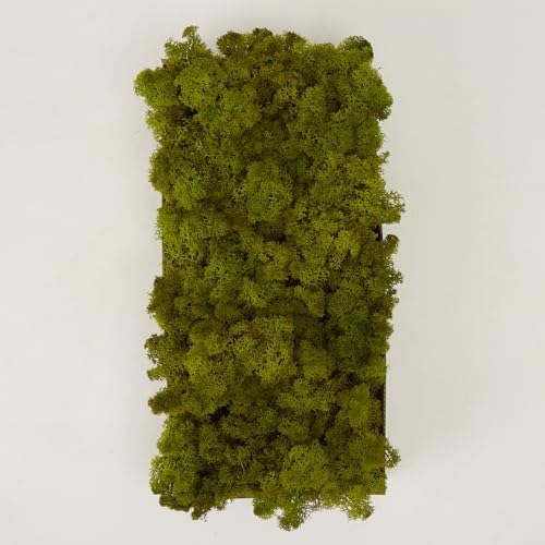 Preserved Reindeer Moss Natural Green DIY Kit Gardenning Art Wall Decor Florist Decor Easter Table Decor Wedding - Image 6