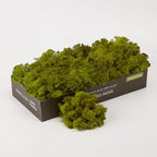 Preserved Reindeer Moss Natural Green DIY Kit Gardenning Art Wall Decor Florist Decor Easter Table Decor Wedding by %E7%8E%B0%E5%9C%A8%E8%B4%AD%E4%B9%B0