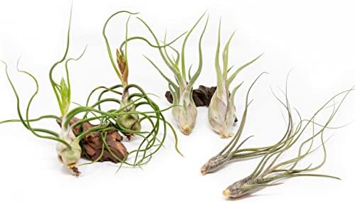 Pack of Wild Ones Air Plants - Tillandsia Caput Medusae, Butzii & Bulbosa Guatemala- Succulent House Plants for Holders-Available in Wholesale/Bulk- Easy Care Indoor/Outdoor Plants (Pack of 6 Large) by TheAirPlantShop