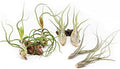 Pack of Wild Ones Air Plants - Tillandsia Caput Medusae, Butzii & Bulbosa Guatemala- Succulent House Plants for Holders-Available in Wholesale/Bulk- Easy Care Indoor/Outdoor Plants (Pack of 6 Large) by TheAirPlantShop