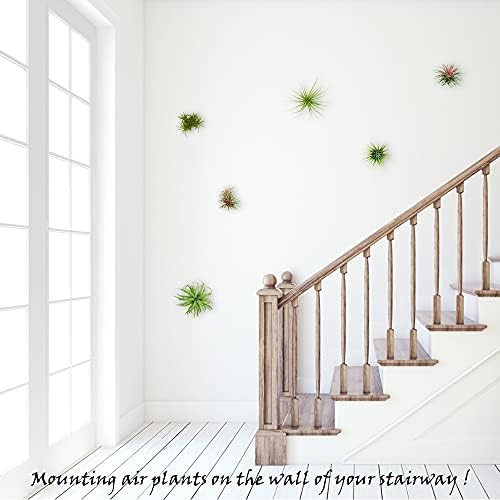 10 Pack Wall Mount Air Plant Holder (Adhesive Tape,Stainless Steel Tillandsia Air Plant Planter) A Unique Set of Air Plant Containers for Creating Tillandsias Art Display On Wall (Small) - Image 4