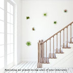 10 Pack Wall Mount Air Plant Holder (Adhesive Tape,Stainless Steel Tillandsia Air Plant Planter) A Unique Set of Air Plant Containers for Creating Tillandsias Art Display On Wall (Small) - Image 4