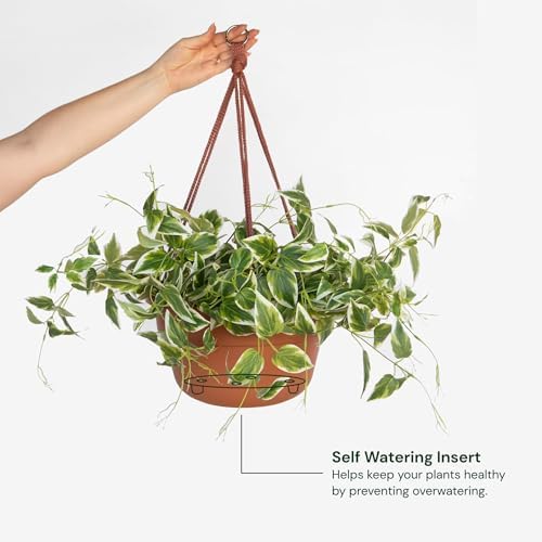 Bloem Dura Cotta 12" Plastic Hanging Basket Planter, Terra Cotta, 4-Pack - Image 4