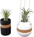 Live Air Plants with Decorative Black & White Air Plant Holder Duo (2-pack), Easy Plant Gift, Non-Toxic & Pet Friendly Plants, Air Plants Live Plants in Small Plant Pots, Home Decor by Plants for Pets by PlantsforPets