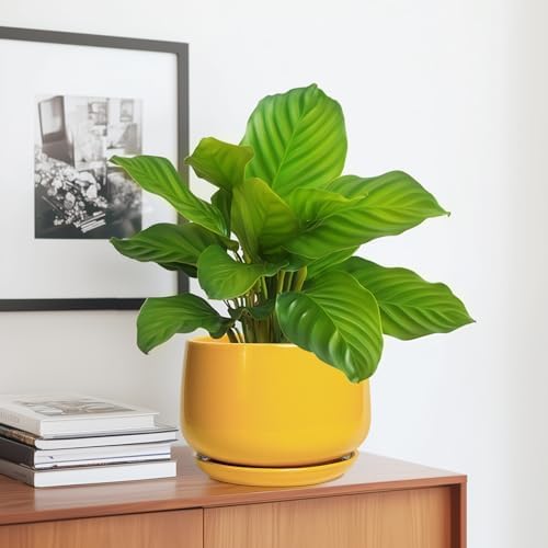 G EPGardening Ceramic Pots for Plants, 7 Inch Plant Pot, Yellow - Image 5