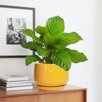 G EPGardening Ceramic Pots for Plants, 7 Inch Plant Pot, Yellow - Image 5