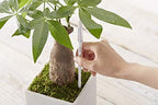 Sustee Aquameter, Set of 5, Plant Soil Moisture Sensor (White, Medium) - Image 3
