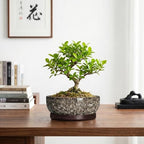 Bonsai Pots, 8 Inch Ceramic Succulent Pot with Saucer, White Leopard - Image 7