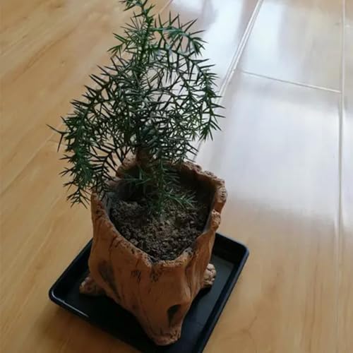 Decorative Cement Flower Pots with Natural Tree Root Aesthetic for Bonsais and Enthusiasts Indoor Outdoor Use Cement Planter - Image 2
