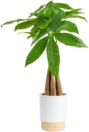 Costa Farms Money Tree Live Indoor Plant, Easy Care, Pet Safe, Decor Pot by Unknown