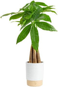 Costa Farms Money Tree Live Indoor Plant, Easy Care, Pet Safe, Decor Pot by Unknown
