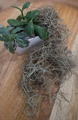 Fresh Spanish Moss for Potted Plants, Crafts, and Floral Arrangements. Super-Soft Green Plant Filler Moss, Cleaned, Natural Fresh Moss - 5lb - Image 7