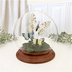 Plymor 5" x 6" Glass Display Dome Globe Cloche (Walnut Veneer Base), Pack of 2 - Image 2