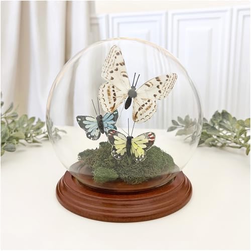 Plymor 5" x 6" Glass Display Dome Globe Cloche (Walnut Veneer Base), Pack of 6 - Image 2