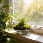 Wide Opening Glass Terrarium Jar and Indoor Plants Fern - Image 6