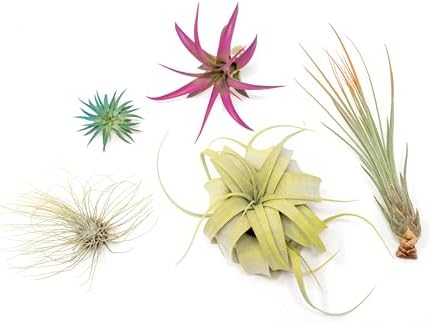 5 Assorted Colorful Air Plants Variety Pack - Vibrant Color Enhanced Tillandsias - Live Tillandsia Succulent House Plants - Wholesale and Bulk - Home and Garden Decor - Easy Care Indoor/Outdoor Plant - Image 3