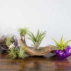 Bundle of 50 Assorted Indoor Tillandsia Air Plants - 1-2" Each - Wedding Favors, Live Indoor Party Decor, for Terrariums, Hanging Planters, Home Decor, and Floral Design - Image 2