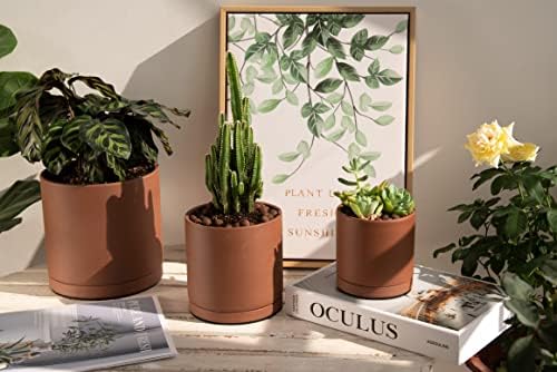 D'vine Dev 3-Pack Rust Terracotta Pots & Saucers, 4/5/6 in, 40-T-A-3 - Image 5