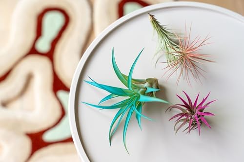 Lavender Colorful Tillandsia Air Plants - Long Lasting Color Enhanced Live Tillandsia Succulent House Plants - Home and Garden Decor - Easy Care Indoor and Outdoor Plants - Image 4
