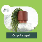 Window Garden Veg Ledge Suction Cup Window Shelf – Create an Indoor Garden, Hold Your Planter Pots, Seed Starter, Figurines on Your Window. Grow Herbs, Microgreens, Succulents, Sleek (2 Pack) - Image 5
