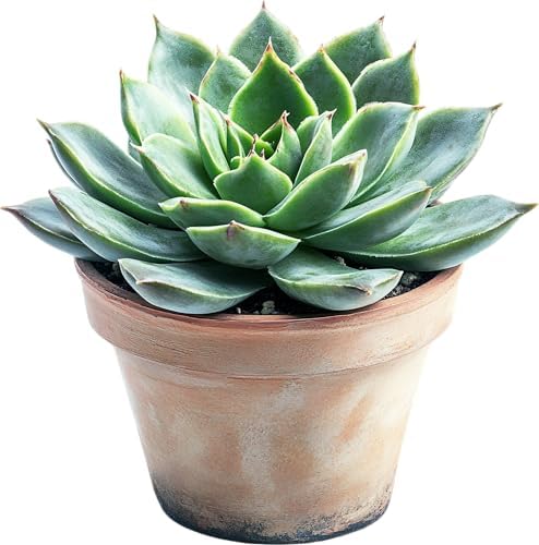 GARDENWISE Premium Organic Succulent Potting Mix – Well-Draining Indoor Plant Soil – Safe, Eco-Friendly, UV-Treated – Perfect for Succulents, Aloe, and Cacti – Handcrafted in The USA (3 Quarts) - Image 3