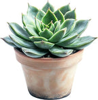 GARDENWISE Premium Organic Succulent Potting Mix – Well-Draining Indoor Plant Soil – Safe, Eco-Friendly, UV-Treated – Perfect for Succulents, Aloe, and Cacti – Handcrafted in The USA (3 Quarts) - Image 3