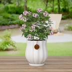 7.1" Matte White Ceramic Plant Pot with Saucer - Image 6