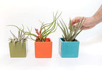 Air Plant Shop Color Cube Sets with Mixed Air Plants - Succulents - Live Tillandsia - Easy Care Indoor and Outdoor House Plants - Image 4