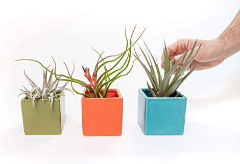 Air Plant Shop Color Cube Sets with Mixed Air Plants - Succulents - Live Tillandsia - Easy Care Indoor and Outdoor House Plants - Image 4