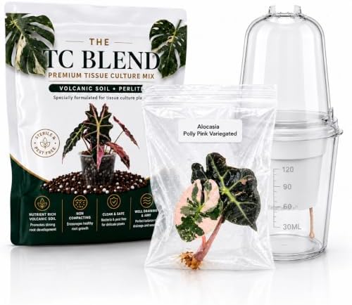 Alocasia Polly Pink Variegated, Complete Tissue Culture Kit – Live Alocasia Plant, Rare Indoor Houseplant by Unknown