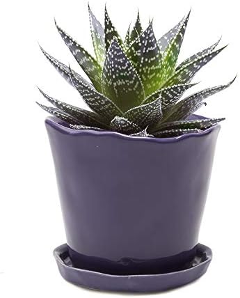 CHIVE ‘Tika’ Big Succulent Pot — 5” Cute Planter Pots for Indoor Plants — Beautiful Modern Decor for Home & Kitchen — Purple by Chive