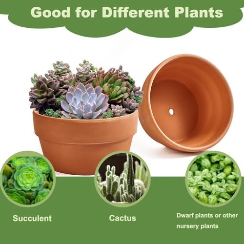 8 Inch Shallow Terracotta Pot for Succulent - 2 Pcs Large Clay Planter Pots with Drainage Hole, Shallow Plant Pottery Pots for Cactus Succulent and Other Indoor Outdoor Plants - Image 4