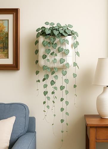 Phoenix Vine 6.5 Inch Wall Mounted Self-Watering Planter Pot for Indoor Houseplants and Herbs | Hanging Planter for Window Sills, Bathroom Walls, Home & Office Décor, Oatmeal, Set of 2, 01-C-G-2 - Image 6