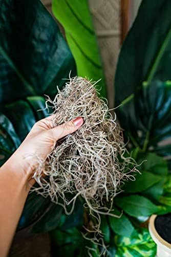 Fresh Spanish Moss for Potted Plants, Crafts, and Floral Arrangements. Super-Soft Green Plant Filler Moss, Cleaned, Natural Fresh Moss - 5lb - Image 5