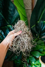 Fresh Spanish Moss for Potted Plants, Crafts, and Floral Arrangements. Super-Soft Green Plant Filler Moss, Cleaned, Natural Fresh Moss - 5lb - Image 5