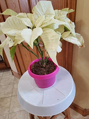 Flower Pots with Saucers, 9 inch, Pink, Case of 5 - Image 6