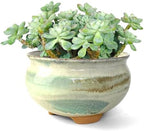 8 Inch Succulent Pot with Drainage and Saucer Glazed Terracotta Round Ceramic Succulent Planter Cactus Bonsai Plant Pot (Gream) by SUMMERIMPRESSIONS