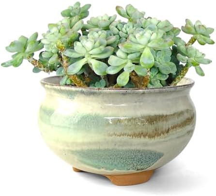 8 Inch Succulent Pot with Drainage and Saucer Glazed Terracotta Round Ceramic Succulent Planter Cactus Bonsai Plant Pot (Gream) by SUMMERIMPRESSIONS