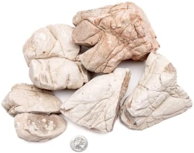 SubstrateSource Natural Aquarium Stones - Off-White Textured with Grooves Decorative Aquascaping Rocks for Betta Fish Tank, Goldfish, Cichlids, Hermit Crab & Terrariums - White Elephant Skin, 5 LB by SubstrateSource
