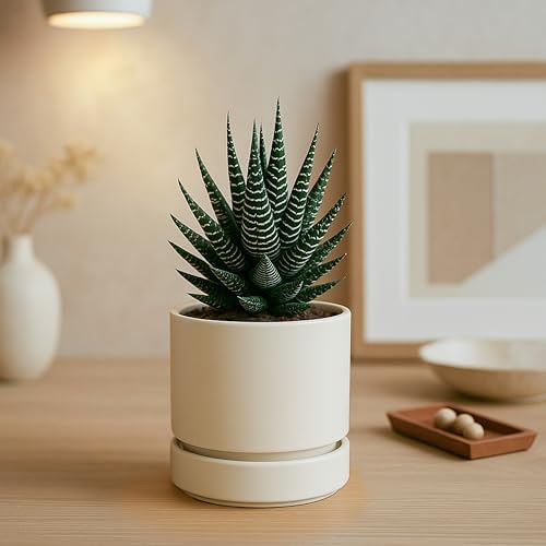 Phoenix Vine 4 Inch Planter Pot with Drainage Hole & Saucer, Deep Water Catch Tray, Straight Cylindrical Round Pot for Plants, Oatmeal, Pack of 4, 23-E-R-4 - Image 2