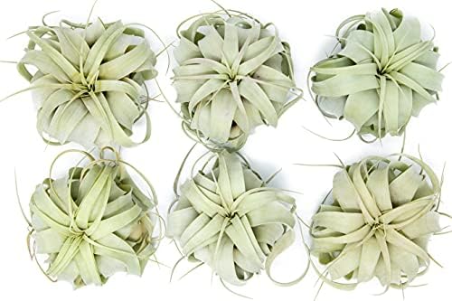 6 Pack Large Xerographica Air Plants 5 to 7 Inch Wide - Air Plants Live Tillandsia Succulent House Plants Holders- Available in Wholesale and Bulk Air Plant- Easy Care Indoor and Outdoor Plants by TheAirPlantShop