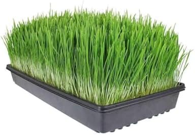 Living Whole Foods 100 Pack of Durable Black Plastic Growing Trays (Without Drain Holes) 21" X 11" X 2" - Flowers, Seedlings, Plants, Wheatgrass, Microgreens & More - Image 4