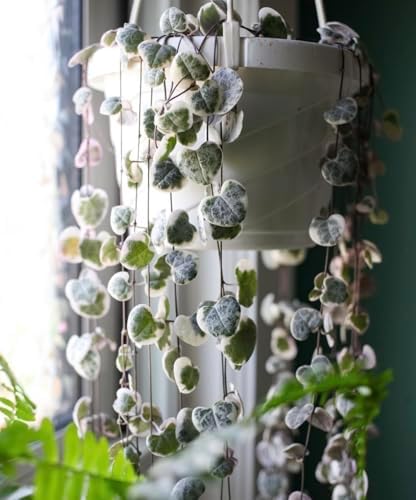 The HC Companies Euro Round Hanging Planter, 12 Inch, Green, 2-Pack - Image 4