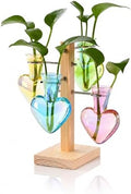 Nacome Plant Terrarium Propagation Stations: Colored Vase with Wooden Stand by Nacome