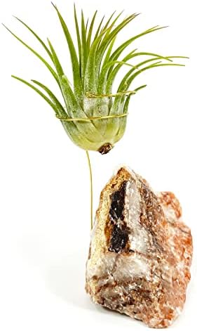 Red Calcite Crystal Air Plant Holder Made Includes Healthy Air Plant and Gift Box Meaningful Birthday Gift - Image 6