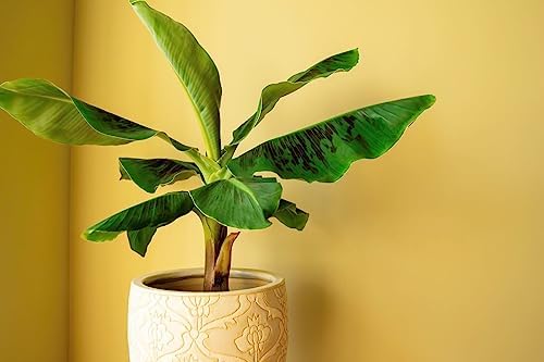 Gardenera Banana Tree Potting Mix - Premium Quality Blend for Superior Banana Tree Health and Resilience - Promotes Strong Root Growth and Disease Resistance (4 Quart) - Image 2