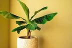 Gardenera Banana Tree Potting Mix - Premium Quality Blend for Superior Banana Tree Health and Resilience - Promotes Strong Root Growth and Disease Resistance (4 Quart) - Image 2