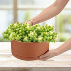 JUXYES 10 Inch Shallow Terracotta Pots with Holes and Saucers for Succulent - Image 6